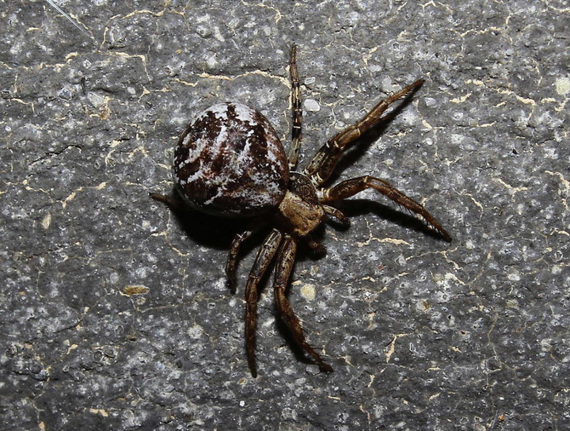 Xysticus sp. - Pian della Regina-Pietraporzio (CN)